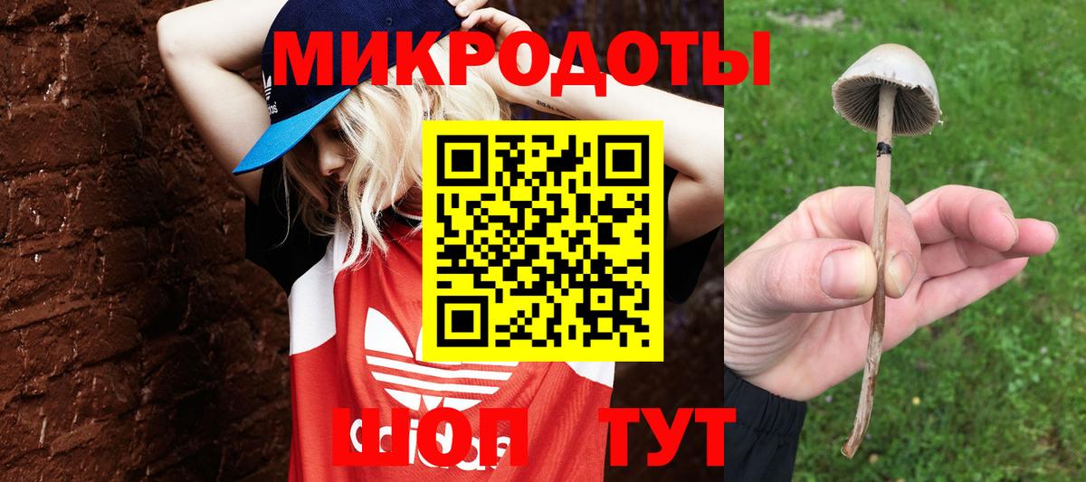 Галлюциногенные грибы Psilocybe Краснознаменск